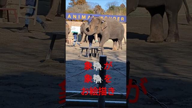 象🐘が象🐘を、お絵描き千葉県市原市山小川937🚌無料シャトルバス運行中🍀象の飼育数は国内最多❤️