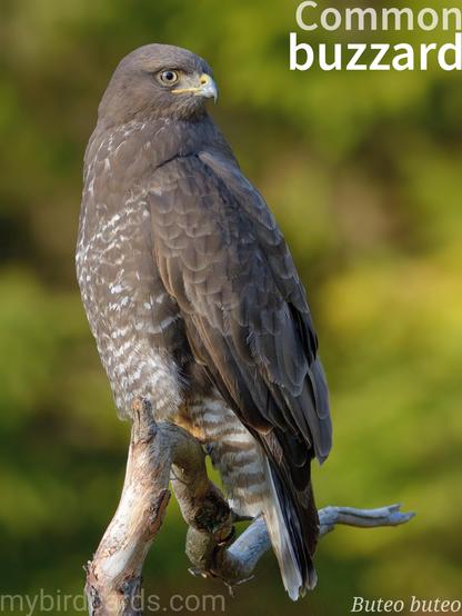 🌍🌏 Common buzzard (Buteo buteo) 

The common buzzard is a medium-sized bird of prey with broad wings and a short tail. Its plumage varies greatly, from dark brown to paler shades, often with a light chest. They are widespread across Europe, and increasingly common in the UK, inhabiting woodlands, farmlands, and uplands. Buzzards soar on thermals, often seen circling overhead, and have a distinctive mewing call. They primarily hunt small mammals, but also take birds and insects. Eleven subspecies are recognised.

Conservation status: Least Concern (IUCN 3.1)

📷: Photo by Kackla via Pixabay https://pixabay.com/photos/buzzard-bird-animal-feathers-9366329/

NCIN