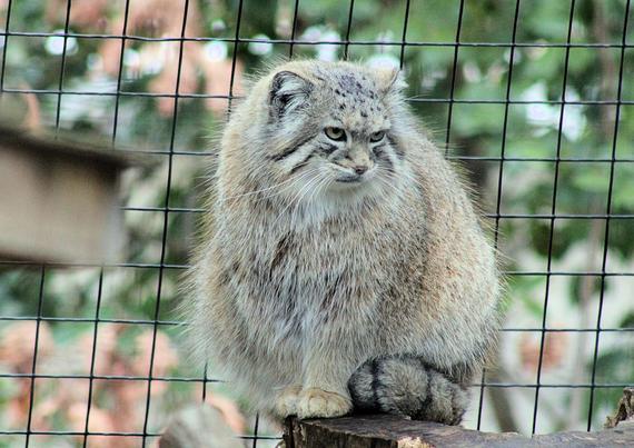 Pallas's Cat Akar is standing on the edge of a tree stump with her head tilting slightly to the left and a look of disdain on her face.