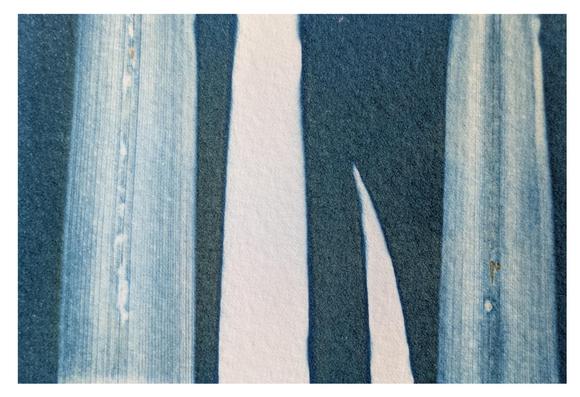 A small cyanotype, about 10 x 6 cm in real life. It used leaves of a water reed as the subject. There are 4 sections of reed, three of which extend past the edge of the image. Those at left and right show blue lines of detail of the veins of the leaves. Second left is essentially a white stripe. The final leaf only extends halfway, is white, and looks like a slightly curving horn. The background is almost a denim blue with a slight green tint