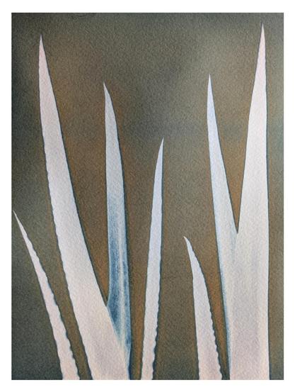 Cyanotype of 7 reed leaves arranged in a naturalistic fashion. They are predominantly white against a green-brown background with also shows hints of blue. The leaves and arrangement could remind you of horns, long crab claws, swords...