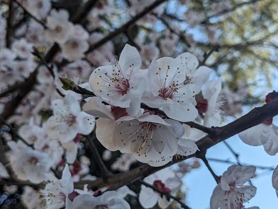 Dettaglio di un albero di ciliegio. Tre fiori in primo piano a fuoco. Sullo sfondo rami pieni di fiori