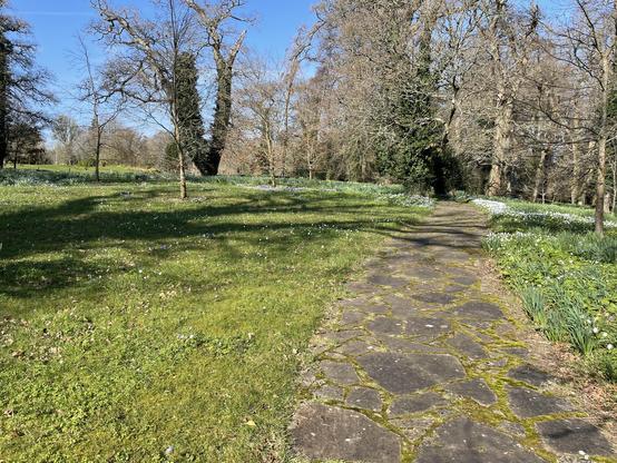 A stone pathway weaving within a forested flower garden. Ivy is growing up the leafless (budding) oaks and birches, small flowers are seen along the pathway, and moss is growing between the stone slabs.
