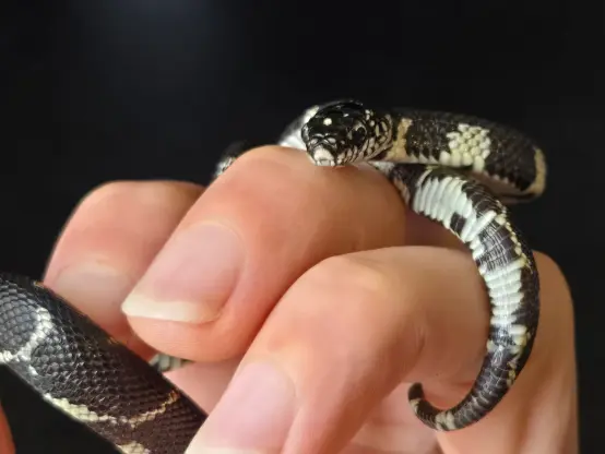 The image shows a close-up of a small snake being held by a person's hand. The snake has a distinctive pattern of black and white scales, with white markings forming a pattern along its body. Its head is prominently displayed, with a black and white patterned head and a pair of dark eyes. The snake's body is coiled around the person's fingers, with its tail visible at the bottom of the image. The background is dark, which contrasts with the snake's patterned scales and the light skin of the hand. The person's nails are short and clean, and the hand appears to be gently holding the snake.