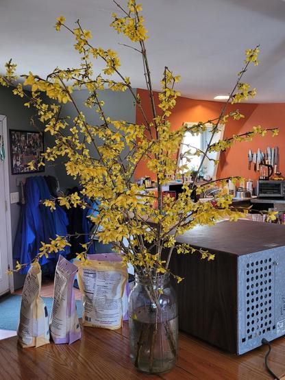 A big bouquet  of forsythia stems in full, forced, bloom. They are on a breakfast bar next to a dehydrator and some bags of specialty flour. Beyond is a cluttered entryway and kitchen, one wall area is celery green, one is roasted squash in color. In the clutter is a coat rack, a kitchen window, and a wall mounted magnetic knife rack, with a toaster oven below.