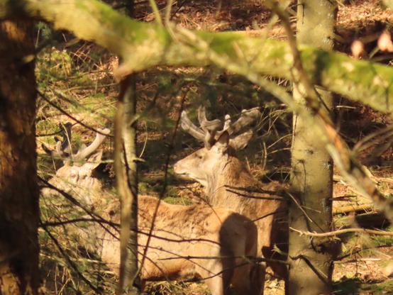 Twee edelherten in bastgewei tussen de bomen van opzij gezien, ze kijken voor zich uit.