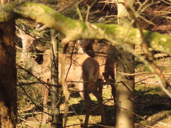Twee edelherten in bastgewei tussen de bomen, ze kijken in mijn richting maar van 1 zit de kop net achter een dikke tak.