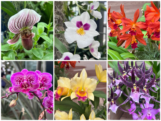 A collage of six colorful orchids