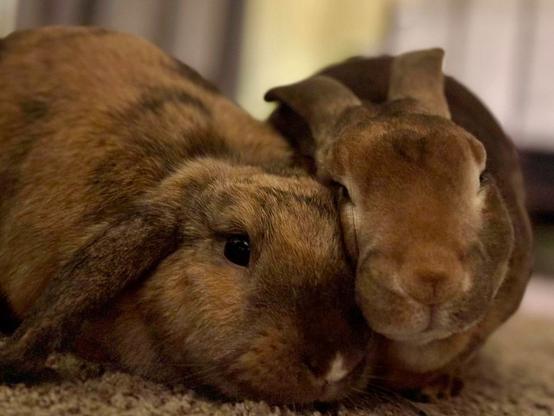 a brown lop rabbit and a brown rex rabbit snuggling on the floor