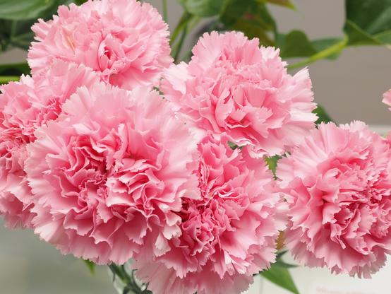A picture of multiple pink carnations in bloom.