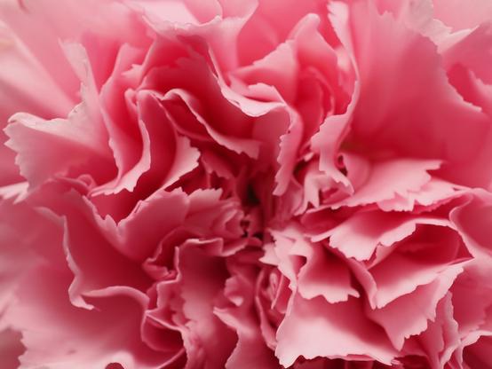 A close-up macro shot of a pink carnation, with emphasis on the folds of the petals.