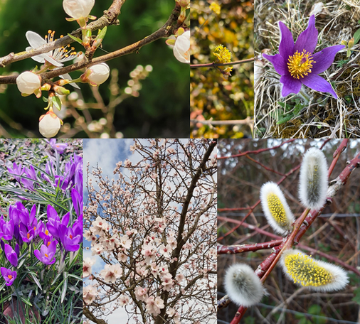 Nutzerbilder aus der DWD-WarnWetter-App zeigen eine Auswahl derzeitiger Frühblüher.