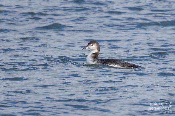 An elegant black-and white seabird with a broad, pointed gray bill floats serenely on the sea. A drip of water hangs from its beak.