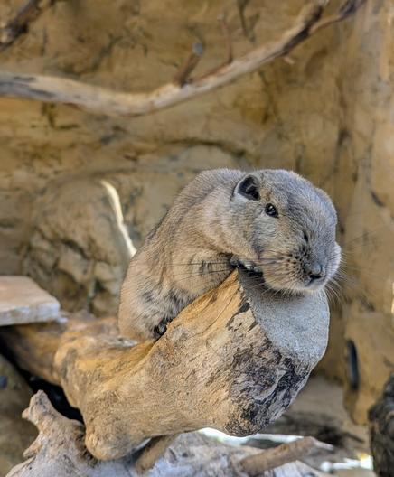 A common gundi, a small, furry rodent, rests on a weathered piece of driftwood. Its coat is a mix of grey and brown, providing excellent camouflage against the rocky backdrop. The gundi has small, round ears and dark, beady eyes. Its paws are tucked beneath its body as it lies comfortably on the wood. The background features textured, light-brown rock formations.