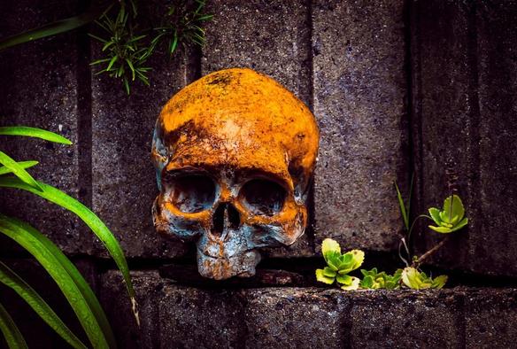 The image shows a painted skull resting against a stone or brick surface. The skull has a weathered, rustic appearance with a mix of orange and blue hues. There are some green plants growing around it, adding a natural element to the scene.
