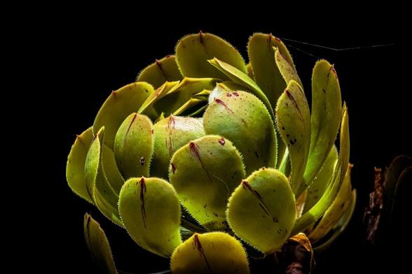 This image shows a close-up of a succulent plant against a dark background. The plant has round, fleshy green leaves with reddish tips, typical of many succulent species. The lighting highlights the texture and detail of the leaves.