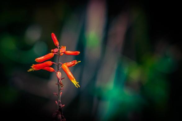 The image shows a plant with red tubular flowers. The background is blurred, highlighting the flowers in the foreground, giving the photo a vibrant and colorful appearance.