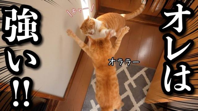 先住猫と保護した子猫を会わせたら大変なことになりました‥