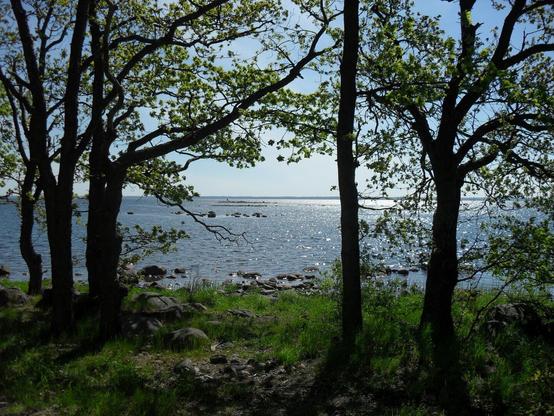 Das Bild zeigt einen idyllischen Blick auf ein ruhiges Gewässer, das von grünen Bäumen im Vordergrund eingerahmt wird. Die Bäume haben frische, leuchtend grüne Blätter, die das Sonnenlicht filtern und einen natürlichen Schatten auf den Boden werfen. Hinter den Bäumen erstreckt sich das glitzernde Wasser bis zum Horizont, wo einige kleinere Felsen aus dem Wasser ragen. Die Sonne reflektiert auf der Wasseroberfläche und erzeugt ein funkelndes Lichtspiel. Der Himmel ist strahlend blau mit wenigen oder gar keinen Wolken. Der Boden im Vordergrund besteht aus Gras, Steinen und vereinzelten Felsen, was der Szene eine natürliche, unberührte Atmosphäre verleiht. Die gesamte Stimmung wirkt friedlich und lädt zum Verweilen ein.