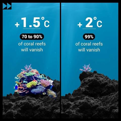 At 1.5 degrees Celsius, 70 to 90 percent of the corals reefs will vanish.
At 2 degrees Celsius, 99 percent of the corals reefs will vanish.