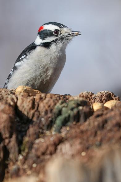 Male downy woodpecker sits on a tree stump with a sunflower seed in its beak.
