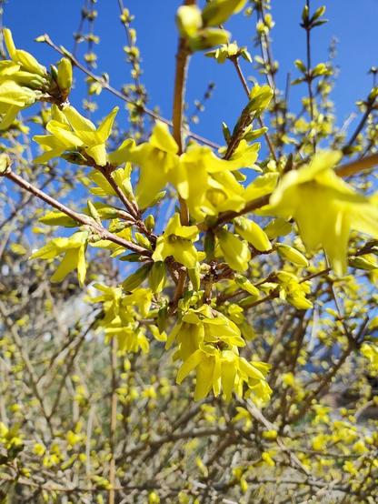 Gros plan sur les fleurs jaunes d'un forsythia, arrière-plan flou plein de boutons et fleurs qui s'ouvrent, grand ciel bleu.