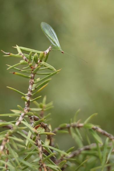 A photo of a green lacewing on a juniper branch.