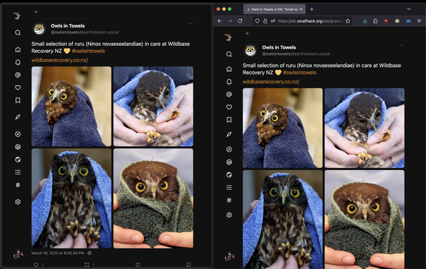 A screenshot of someone using both zen browser (left) and librewolf browser (right) side by side on macbook. On both pages, they're viewing the elk frontend for mastodon and GoToSocial.

Zenbrowser doesn't have a tool or title bar at the top, so the webpage takes up all the room from top to bottom of the screen. You can see less on the right side for librewolf (which is a more direct firefox fork) because of the url/tool bar, plus the tab/title bar. On the left (zenbrowser), you can see the full post, plus the date and amount of replies, boosts, favorites and bookmark status. On the right (librewolf), it cuts off the date and buttons, since you lose like three lines of viewable space.

The post is from Owls in Towels on March 19, 2025 at 8:05:59 PM and says Small selection of ruru (Ninox novaeseelandiae) in care at Wildbase Recovery NZ 💛 hashtag owlsintowels
wildbaserecovery.co.nz/ followed by four images in a grid. image 1: small owl dark blue towel. image 2: small owl being held by a white person in a light blue towel. image 3: close up of small owl being held in a light blue towl. image 4: an upset small bowl is held in a green towel.