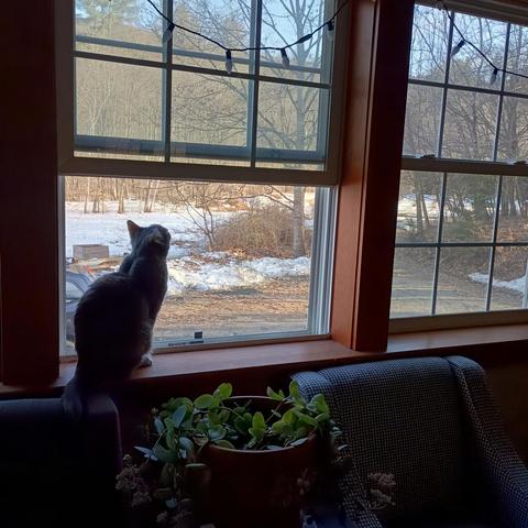 My cat enjoying an open window for the first time this year. She is taking in the sights, sounds, and smells.