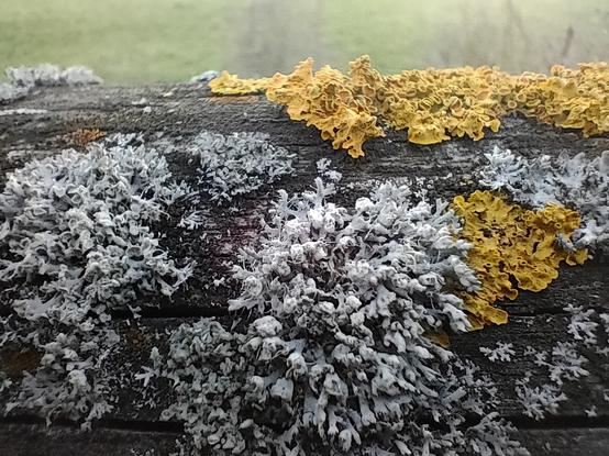 Nahaufnahme von Flechten auf Holzgeländer