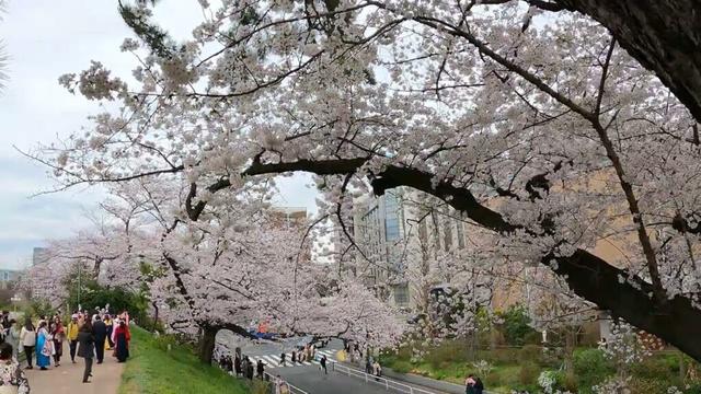 Yotsuya Sakura Relaxing Walk Pt.8 | Tokyo Japan, ASMR 4K | VXT TRAVEL