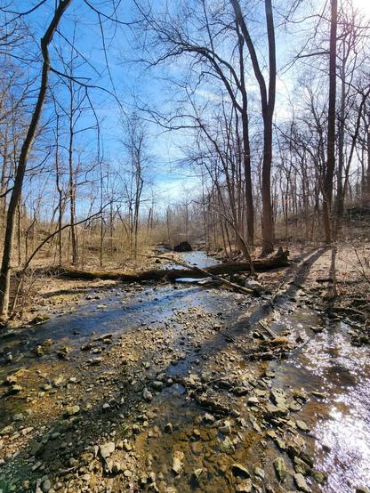 Looking downstream from a spring on a clear day