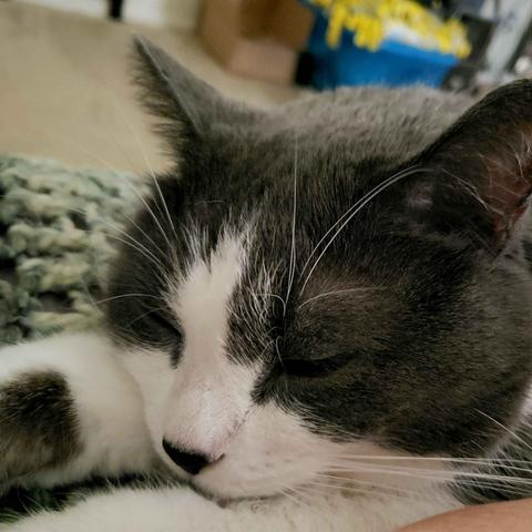 Grey and white tuxedo cat, sleeping with his head on one front leg. His long white eyebrow whiskers are very prominent.
