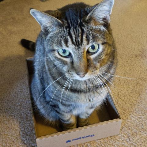 A brown tabby cat sitting in a small cardboard box.