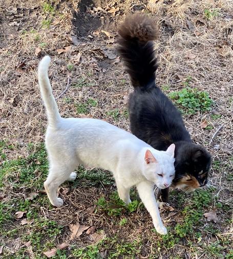 White cat and calico floof booping as they bop along...
