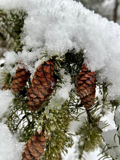Closeup of spruce pinecones clustered on a branch, hanging down. The branch is covered with a thick blanket of snow, obscuring the short spines, but on the underside of the branch where the pinecones are hanging from, the green of the spruce shows through.