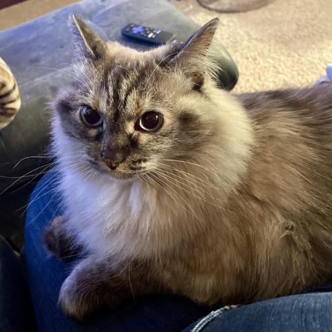 Birman cat with blue eyes sitting on my lap, glaring at me.