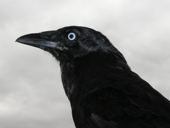 Corvus mellori (known as little raven) in profile.
