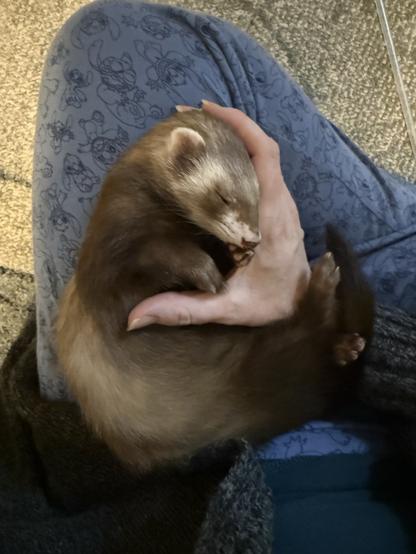 Sleeping ferret curled up in owner’s hand.