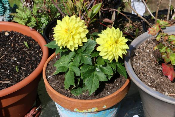 A miniature dahlia plant with two bright yellow puffy flowers in a pained terra cotta pot.