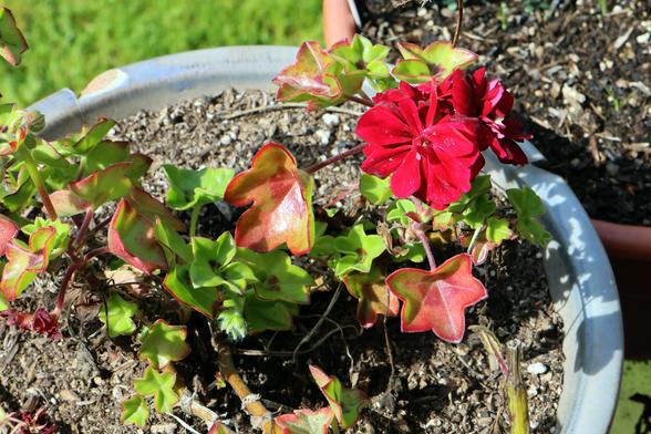 A geranium plant with three deep red velvety-looking flowers and an spread of star-shaped intense green leaves with red fringes.