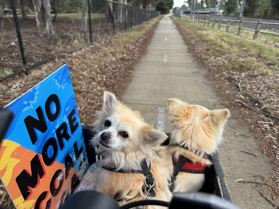 Two chihuahuas in a bike basket, one looking forward, one looking back to the human