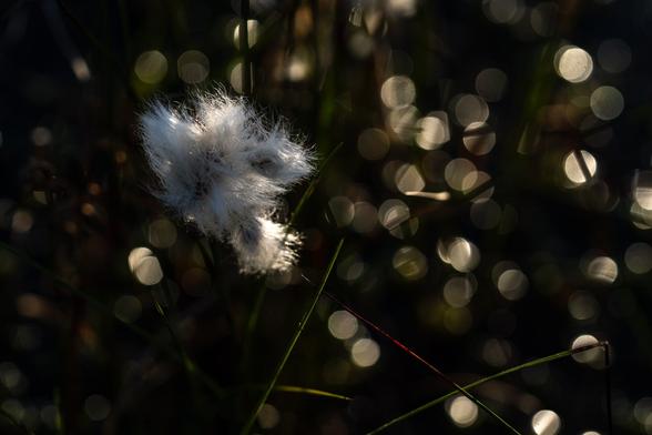 Cotton grass with bokeh bubbles
