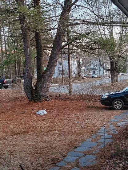 A picture of someone's yard, with some slate stones leading out to a car. Near the car is a cluster of pine trees that have dropped pine needles all about. Atop the pine needles in one very small pile of ice, perhaps a half meter across and ten centimeters high, presumably the remnants of a larger body of snow that has not quite melted.