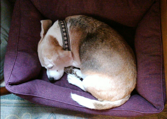 A light colored, curled up beagle is sleeping in a purple dog bed cushion.
