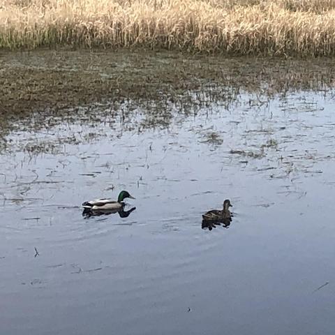 Two mallards, a male and a female, swimming on a shallow pond with grass poking through the water and reeds in the background
