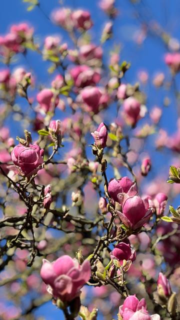 Magnolienblüten