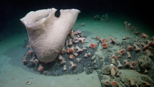 A large sponge, a cluster of anemones, and other life on the sea floor