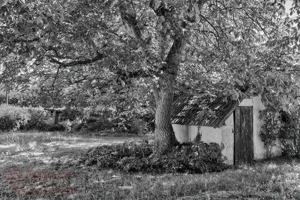Schwarzweißfotografie im Format 3:2 waagerecht.
Sommer und Sonnenschein.
Ein großer Walnussbaum, mit ausladender Krone, beschattet eine Wiese und ein Backhäuschen. Das Backhäuschen ist mit Tonziegeln gedeckt, einer einfachen Holztüre und weißem Putz versehen. Durch die Blätter fallen spärliche Sonnenflecken.