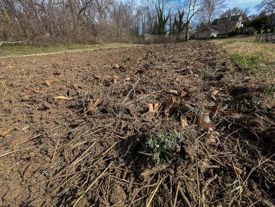 Stretch of freshly plowed soil that has a large clump of a green weed at the front right side.